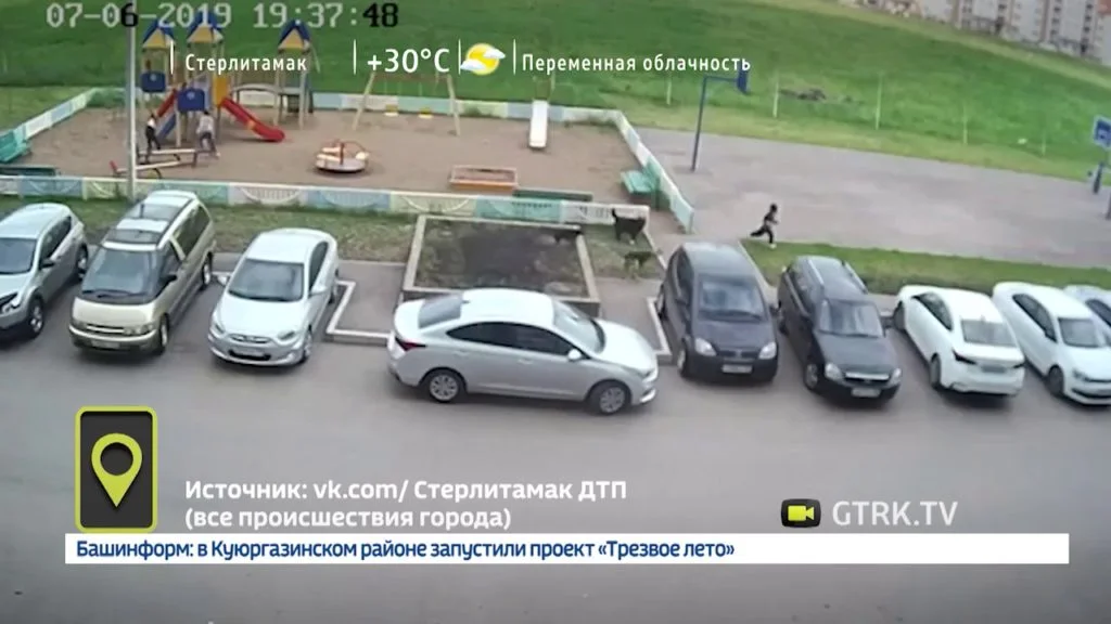 Видео: в Стерлитамаке бродячие собаки напали на ребенка