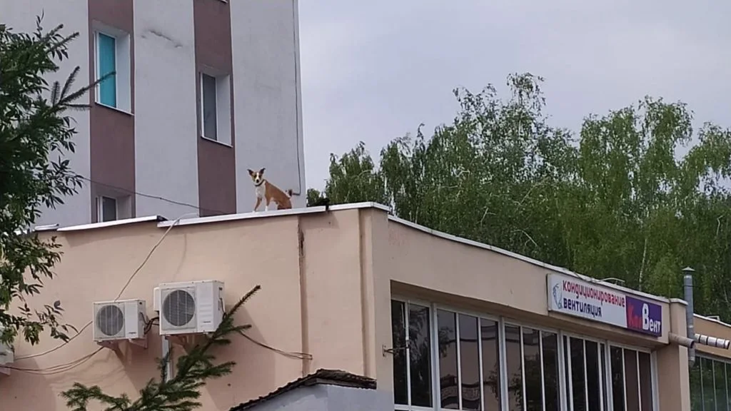 В Стерлитамаке на крыше пристроя дома скулит пес
