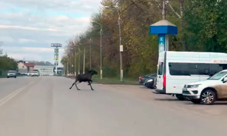 В Стерлитамаке на улице засняли лося