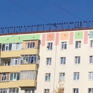 Видео: «Птичий съезд» в Стерлитамаке удивил горожан