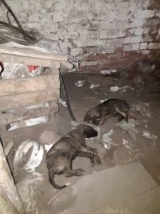 Владелицу приюта для животных под Стерлитамаком обвиняют в смерти собак