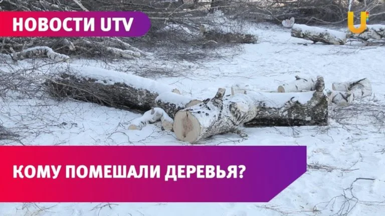 В администрации Стерлитамака прокомментировали спил деревьев возле МКД на ул. Гоголя