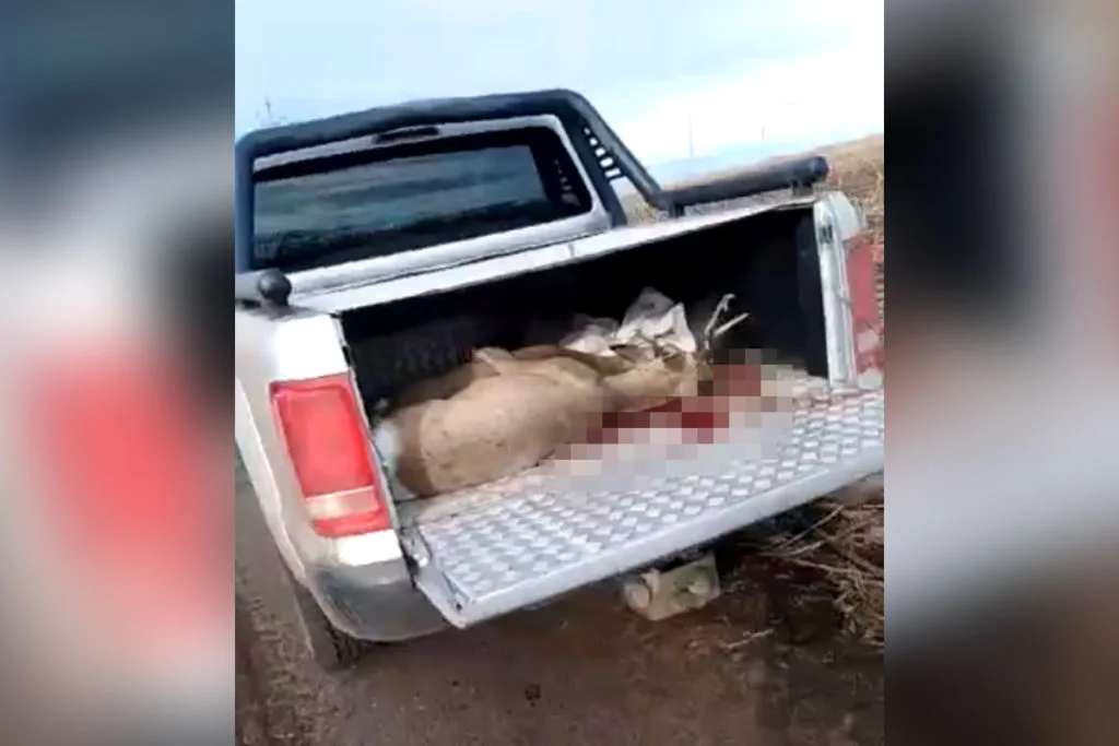 В Стерлитамакском районе остановили пикап с трупами косуль