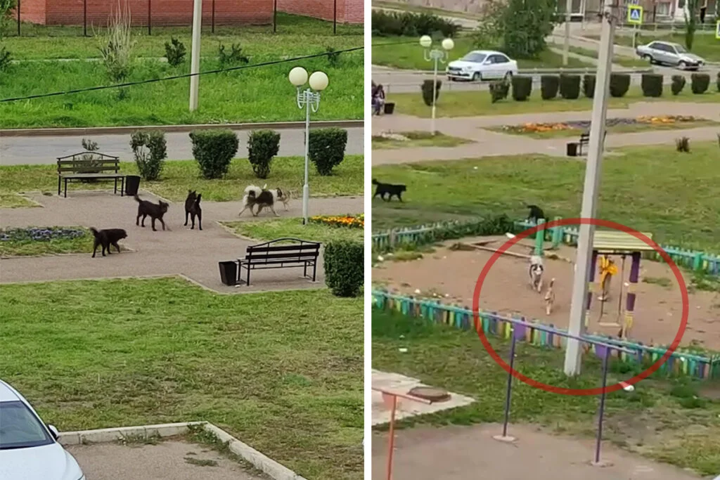 Жители МКД в Стерлитамаке пожаловались на стаю бродячих собак на детской площадке