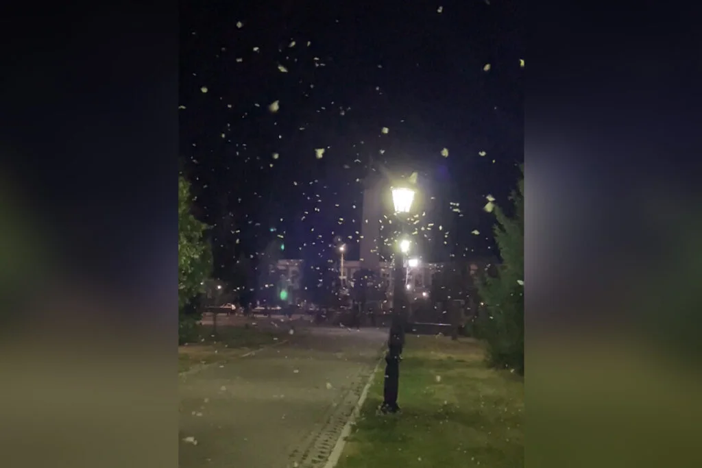 В Стерлитамаке тысячи бабочек заполонили сквер в Старом городе