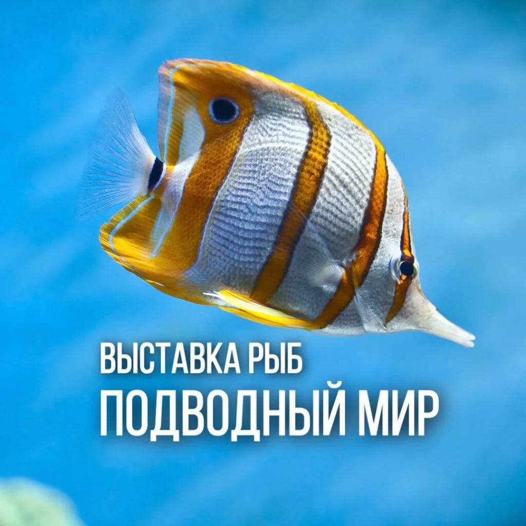 Подводный мир