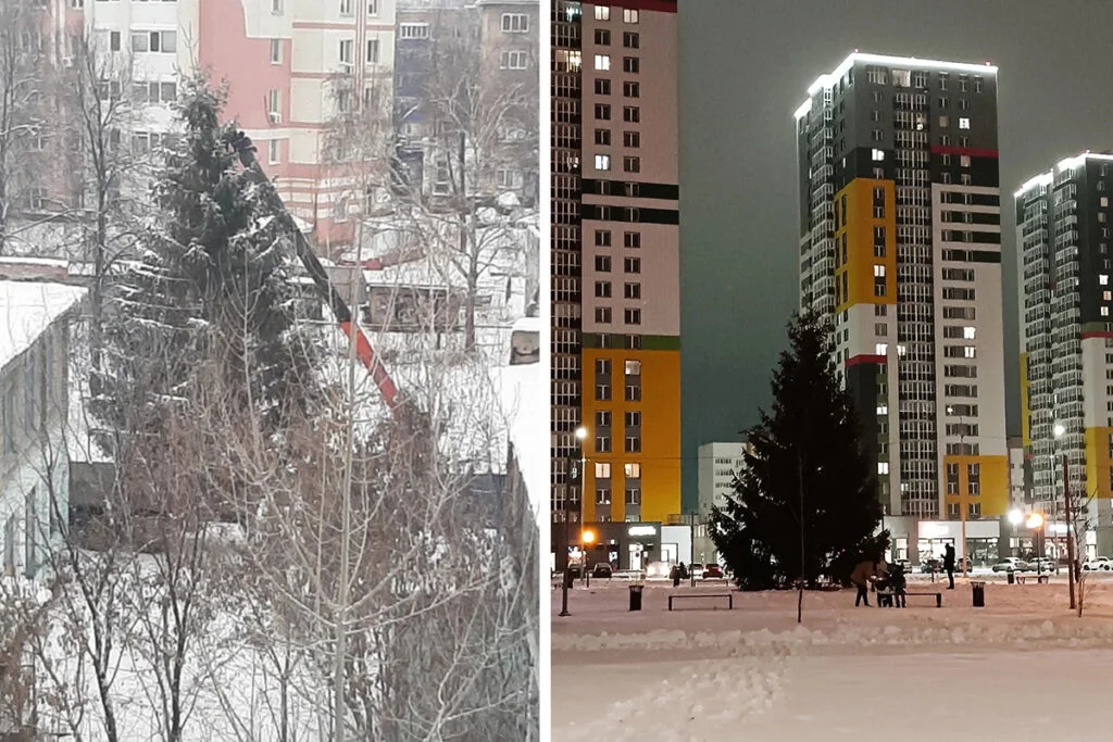 В Стерлитамаке спилили ель во дворе и установили на площади