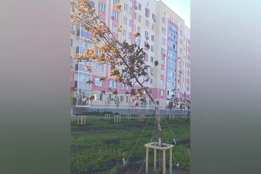 В Стерлитамаке вандалы сломали недавно высаженные деревья