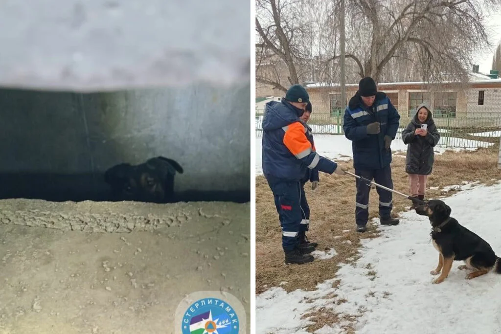 В Стерлитамаке спасатели вызволили собаку из «плена» подвала дома