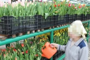 В колонии-поселении Стерлитамака вырастили более 2000 тюльпанов к празднику