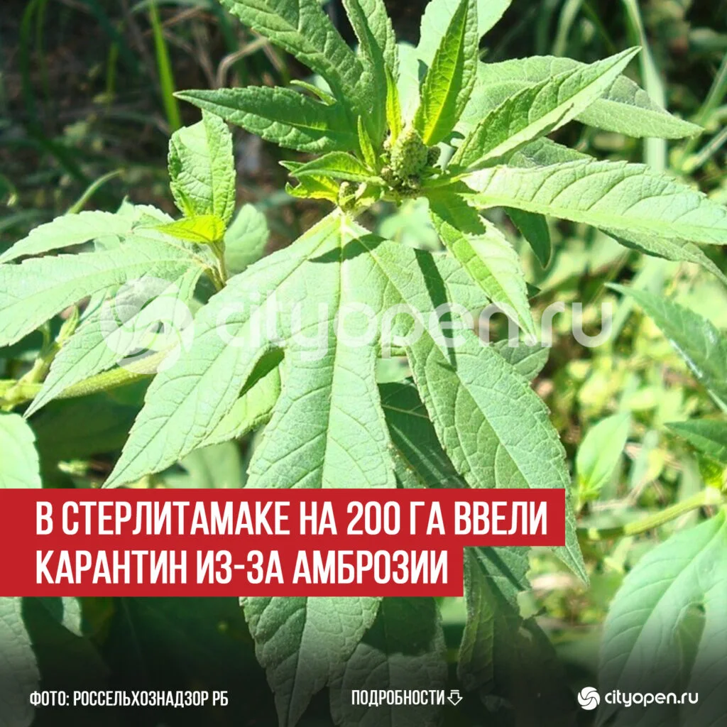 В Стерлитамаке на 200 га ввели карантин из-за амброзии