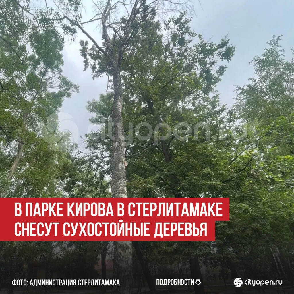 В парке Кирова в Стерлитамаке снесут сухостойные деревья