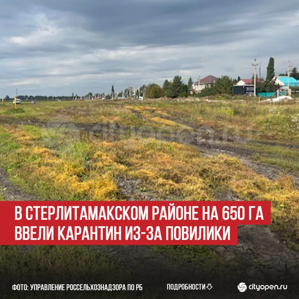 В Стерлитамакском районе на 650 га ввели карантин из-за повилики