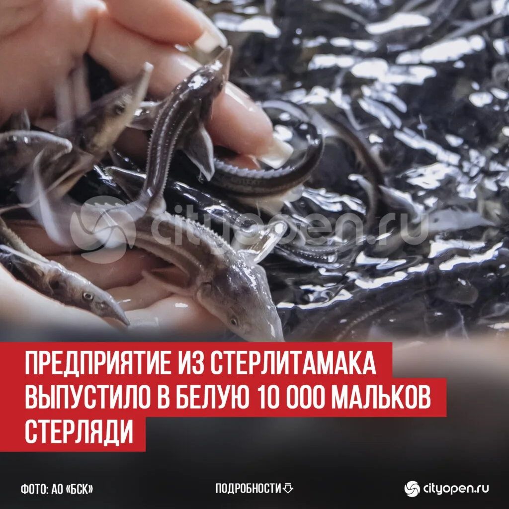 Предприятие из Стерлитамака выпустило в Белую 10 000 мальков стерляди