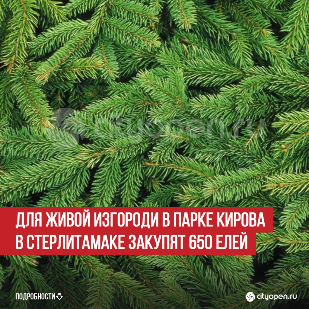 Для живой изгороди в парке Кирова в Стерлитамаке закупят 650 елей