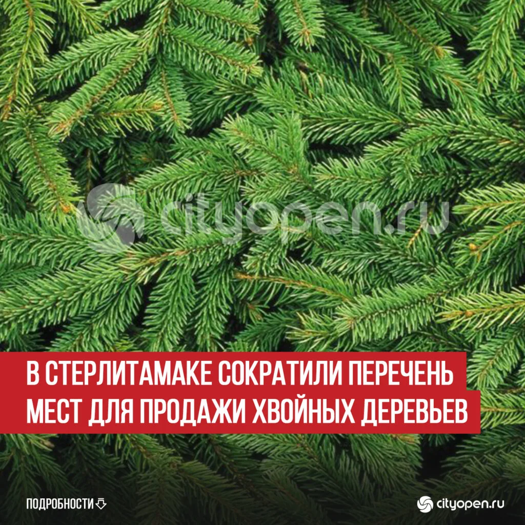 В Стерлитамаке сократили перечень мест для продажи хвойных деревьев