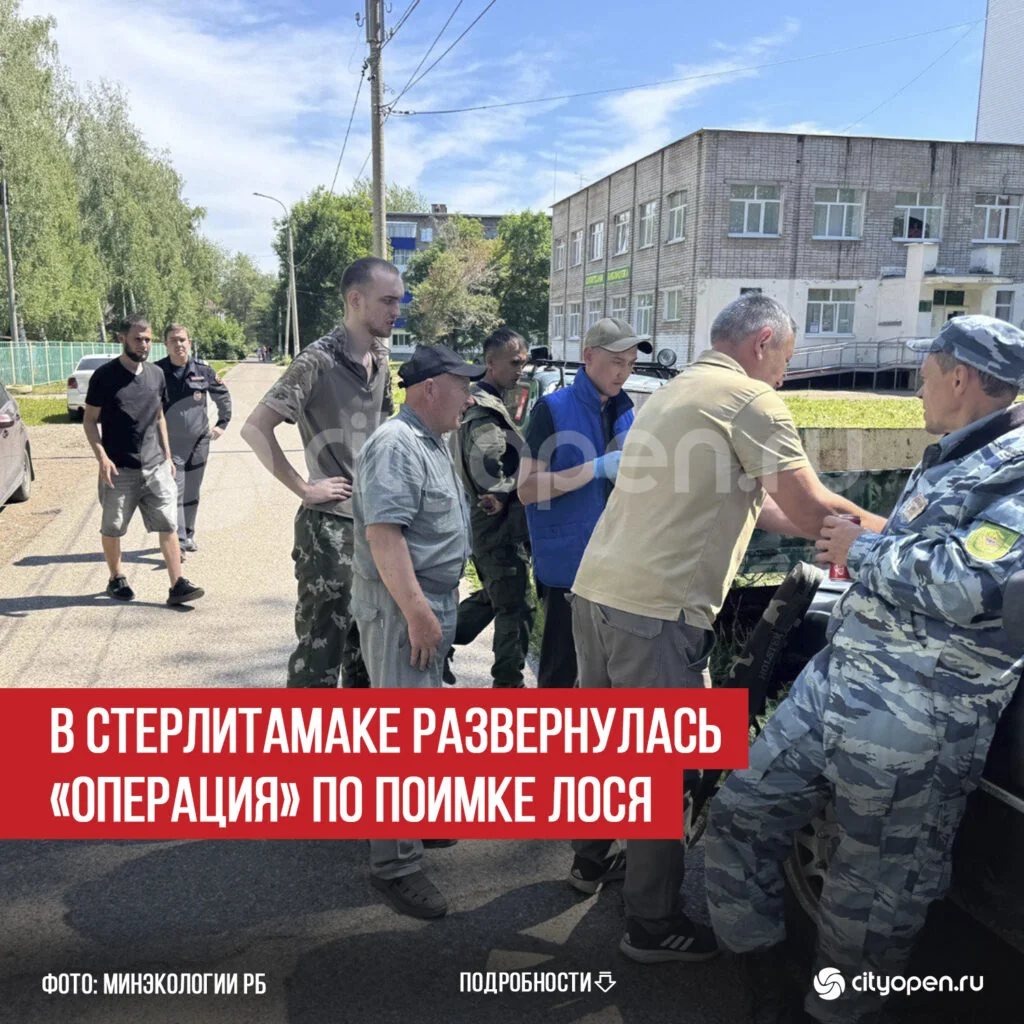В Стерлитамаке развернулась «операция» по поимке лося