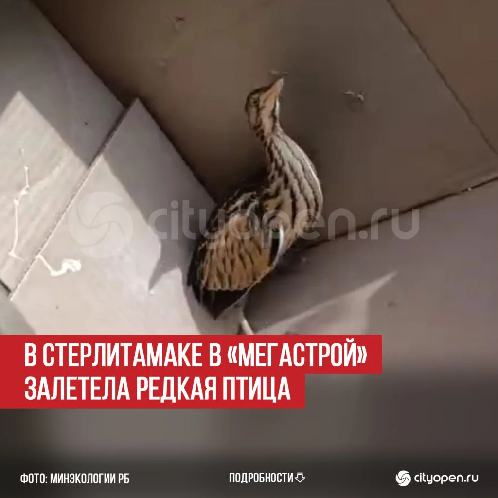 В Стерлитамаке в «Мегастрой» залетела редкая птица