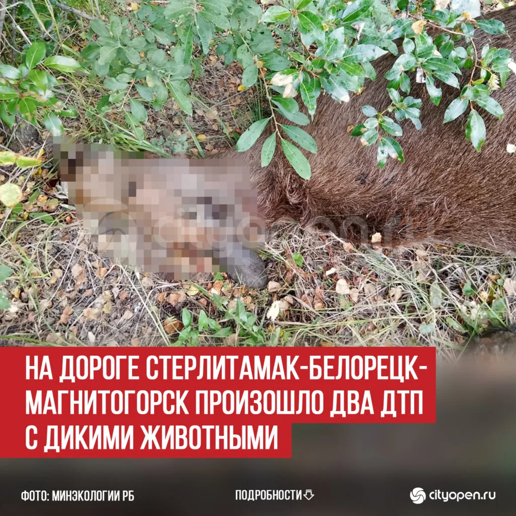 На дороге Стерлитамак-Белорецк-Магнитогорск произошло два ДТП с дикими животными