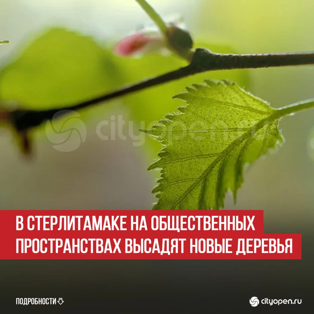 В Стерлитамаке на общественных пространствах высадят новые деревья