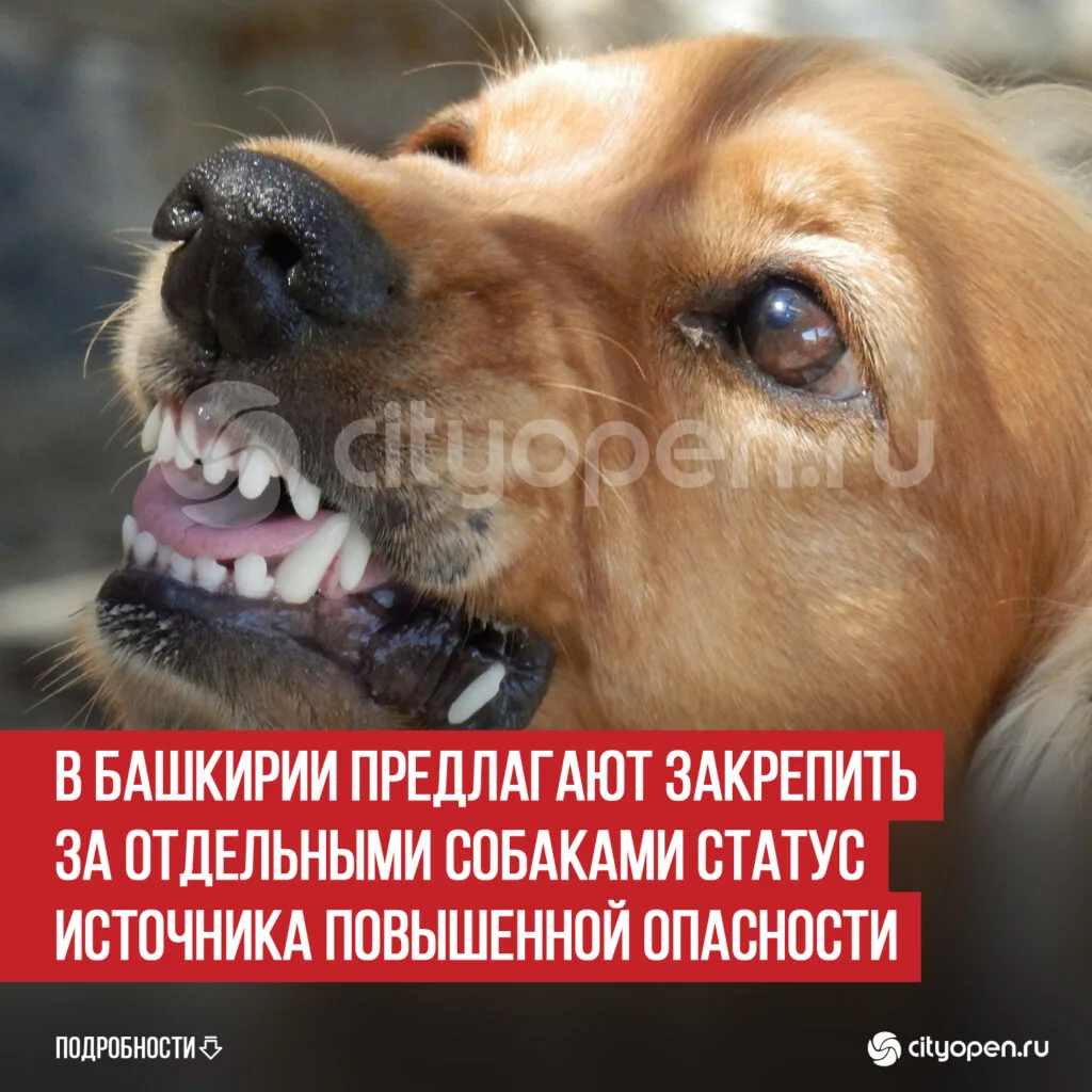 В Башкирии предлагают закрепить за отдельными собаками статус источника повышенной опасности