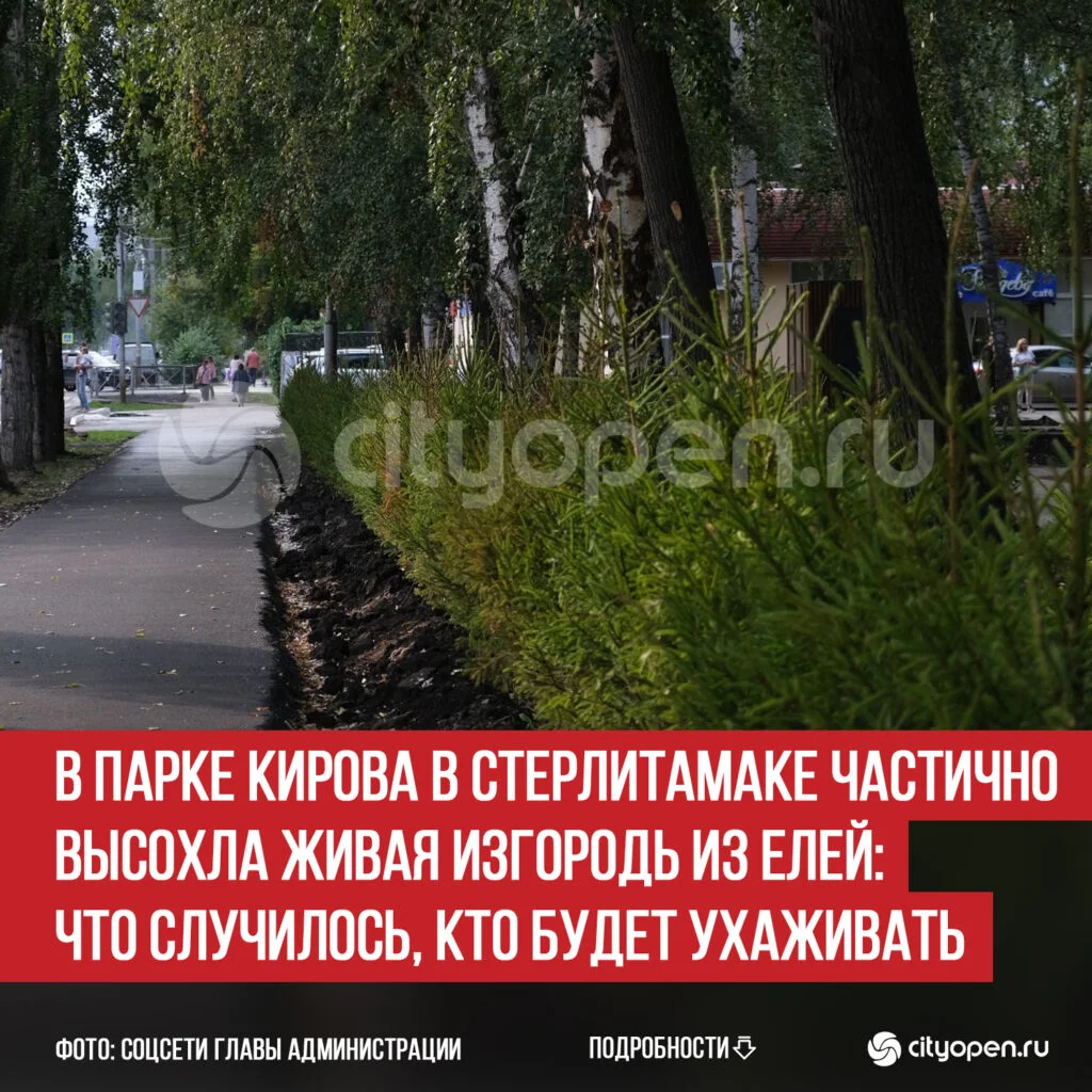 В парке Кирова в Стерлитамаке частично высохла живая изгородь из елей: что случилось, кто будет ухаживать