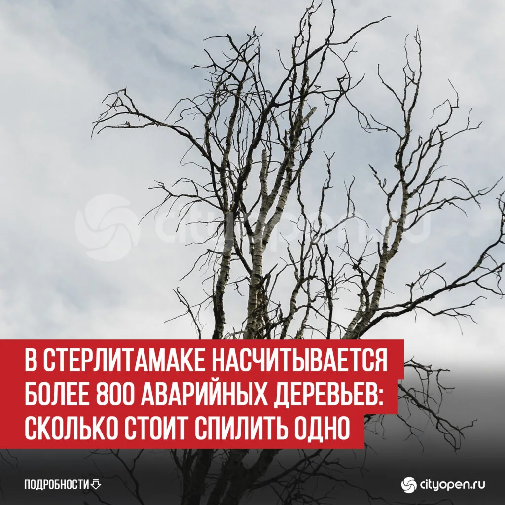 В Стерлитамаке насчитывается более 800 аварийных деревьев: сколько стоит спилить одно