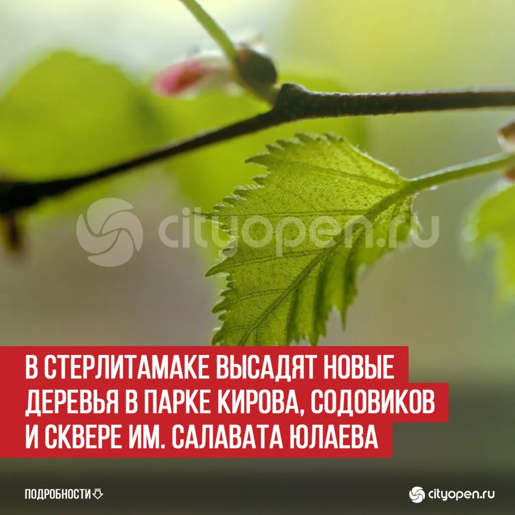 В Стерлитамаке высадят новые деревья в парке Кирова, Содовиков и сквере им. Салавата Юлаева