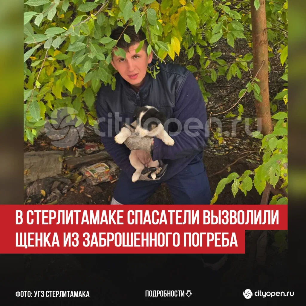 В Стерлитамаке спасатели вызволили щенка из заброшенного погреба