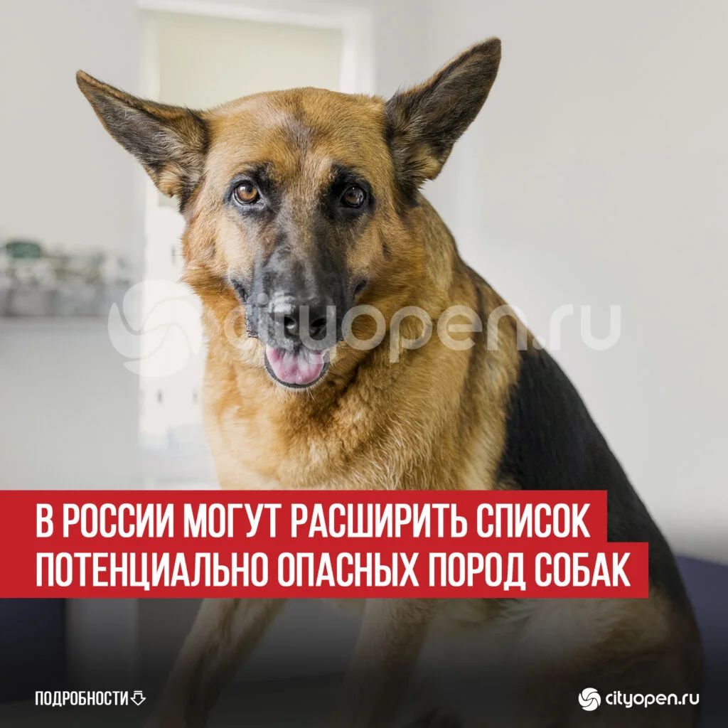 В России могут расширить список потенциально опасных пород собак