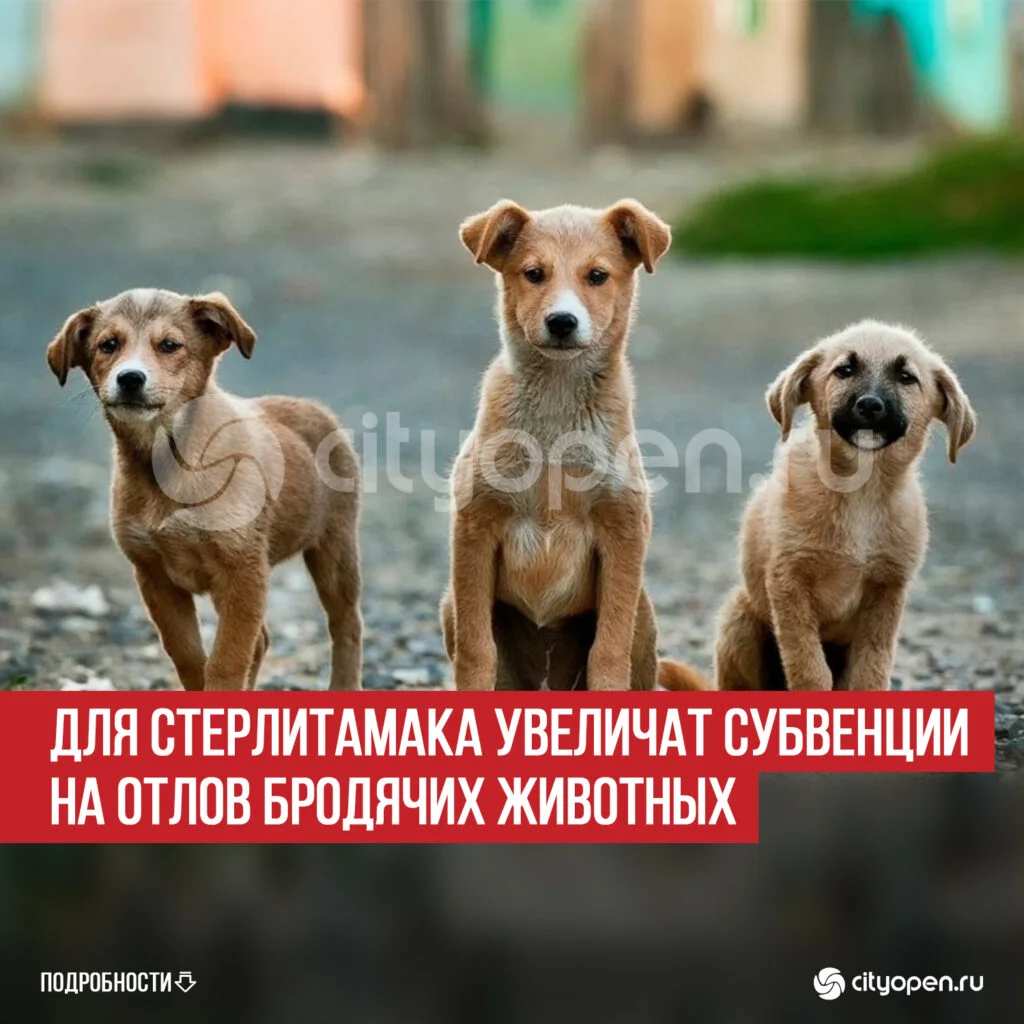 Для Стерлитамака увеличат субвенции на отлов бродячих животных