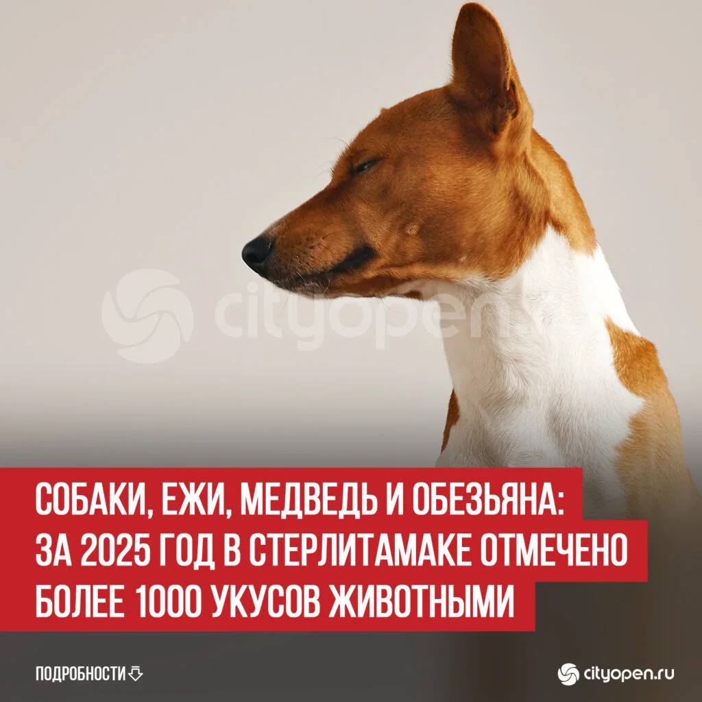 Собаки, ежи, медведь и обезьяна: за 2025 год в Стерлитамаке отмечено более 1000 укусов животными