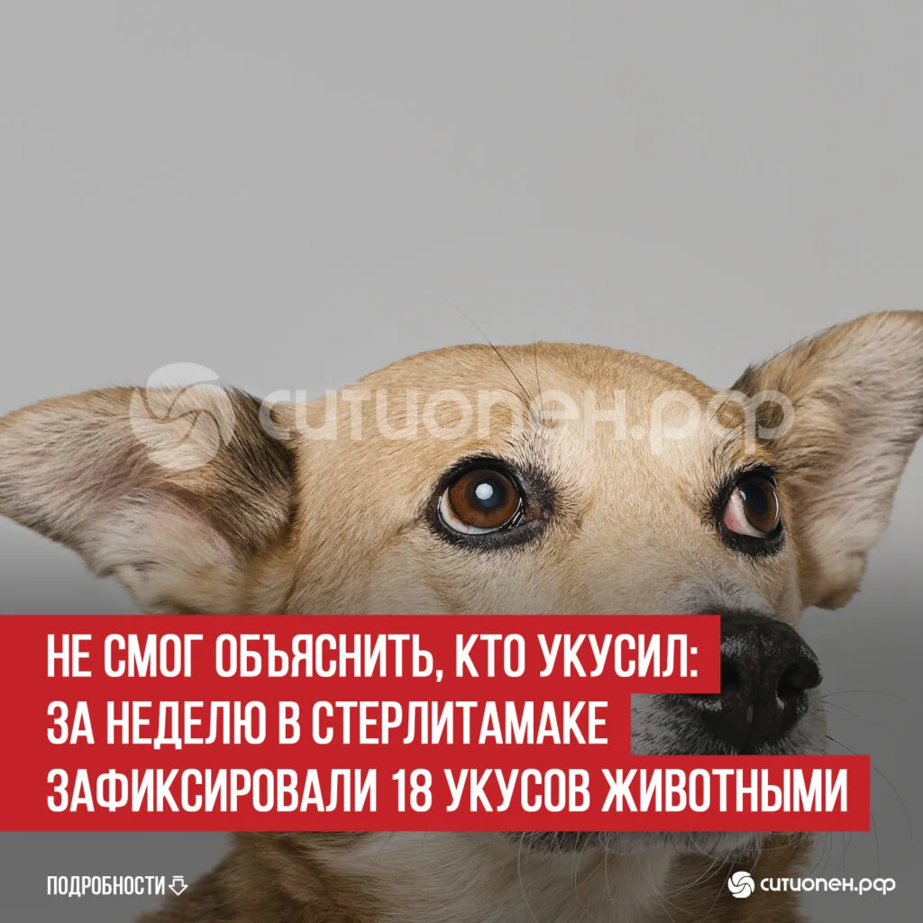 Не смог объяснить, кто укусил: за неделю в Стерлитамаке зафиксировали 18 укусов животными