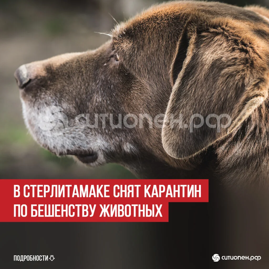 В Стерлитамаке снят карантин по бешенству животных