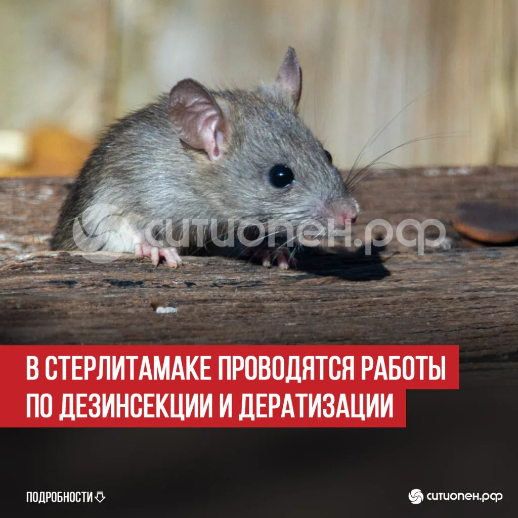 В Стерлитамаке проводятся работы по дезинсекции и дератизации