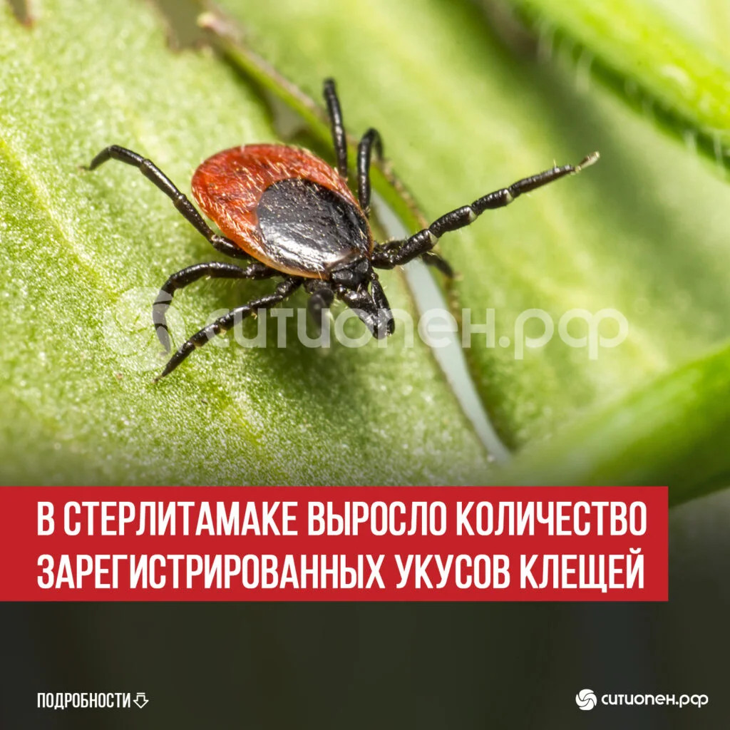 В Стерлитамаке выросло количество зарегистрированных укусов клещей