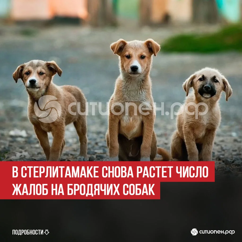 В Стерлитамаке снова растет число жалоб на бродячих собак