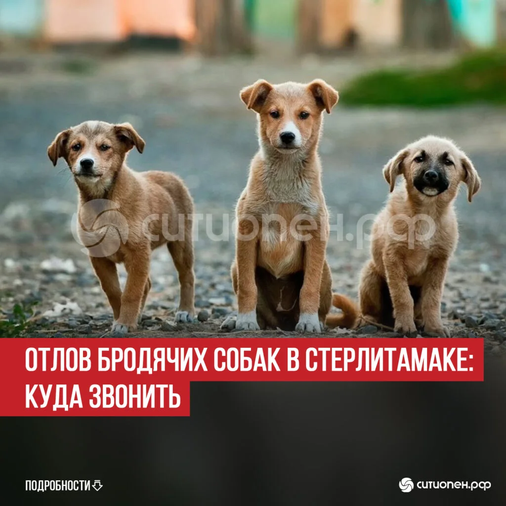 Отлов бродячих собак в Стерлитамаке: куда звонить