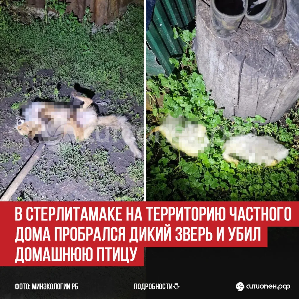 В Стерлитамаке на территорию частного дома пробрался дикий зверь и убил домашнюю птицу