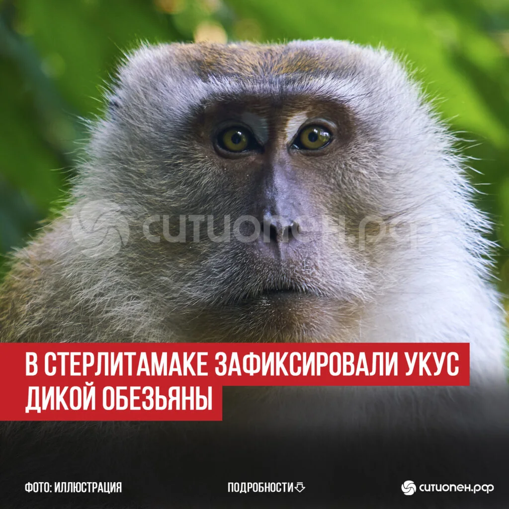 В Стерлитамаке зафиксировали укус дикой обезьяны