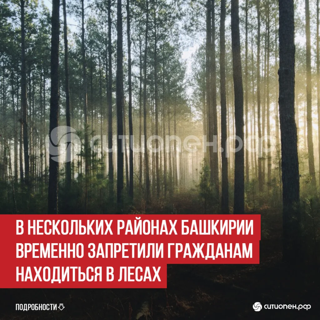 В нескольких районах Башкирии временно запретили гражданам находиться в лесах