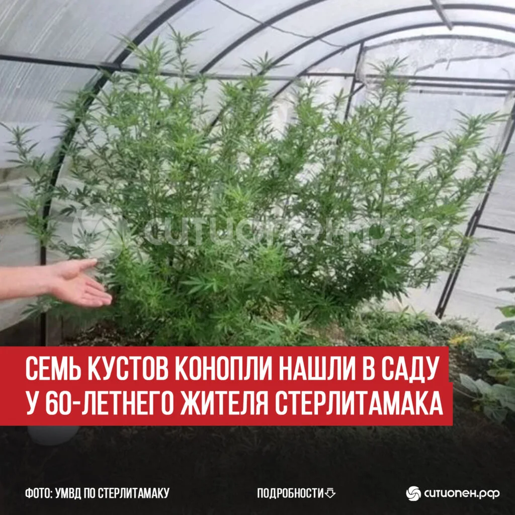 Семь кустов конопли нашли в саду у 60-летнего жителя Стерлитамака