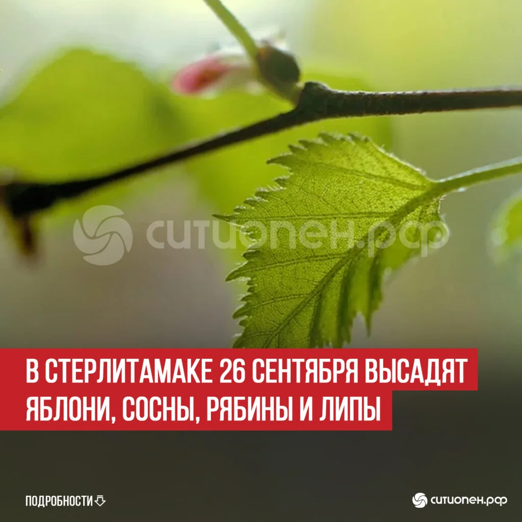 В Стерлитамаке 26 сентября высадят яблони, сосны, рябины и липы
