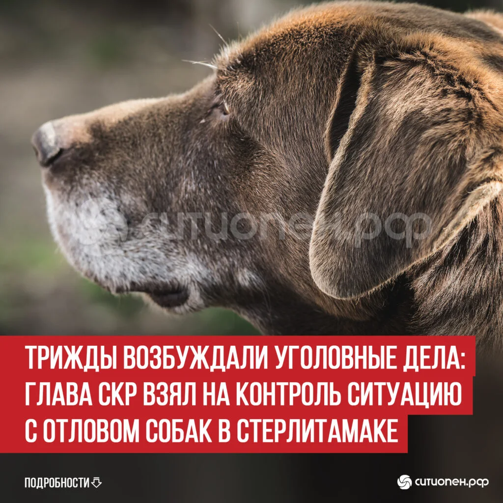 Трижды возбуждали уголовные дела: глава СКР взял на контроль ситуацию с отловом собак в Стерлитамаке