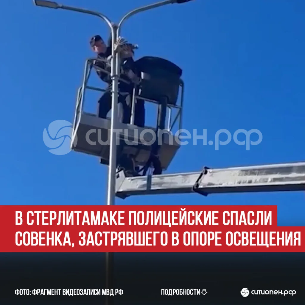 В Стерлитамаке полицейские спасли совенка, застрявшего в опоре освещения