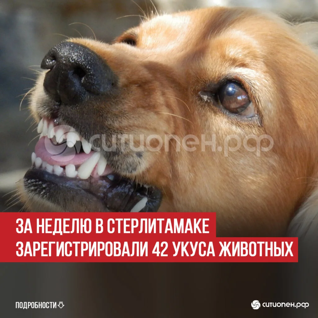 За неделю в Стерлитамаке зарегистрировали 42 укуса животных
