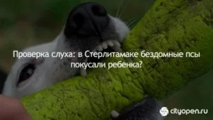 Проверка слуха: в Стерлитамаке бездомные псы покусали ребенка?