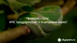 Проверка слуха: МЧС предупреждает о 4-метровых змеях?